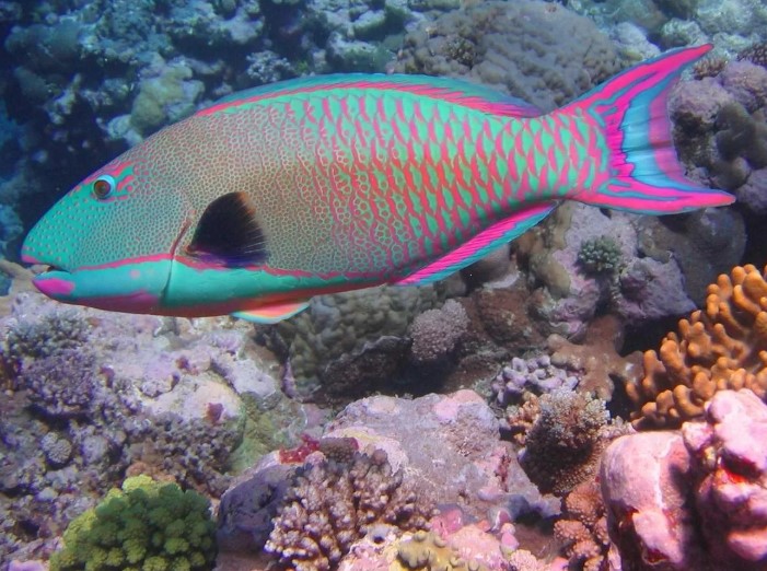 Какая рыба способна лечить кожу человека от псориатических бляшек?