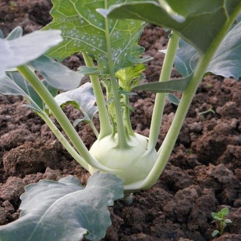 Очень вкусный и полезный овощ. А вы знаете, как называется это растение?