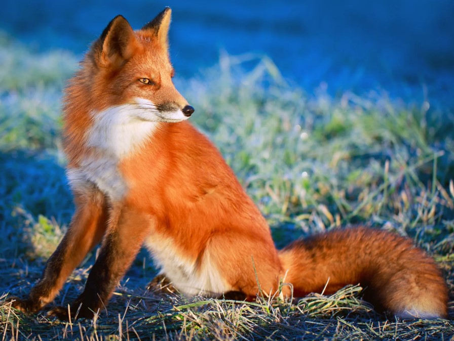 Из какой басни Толстого фраза «...коли бы еще у тебя и ум был, быть бы тебе царем...»?