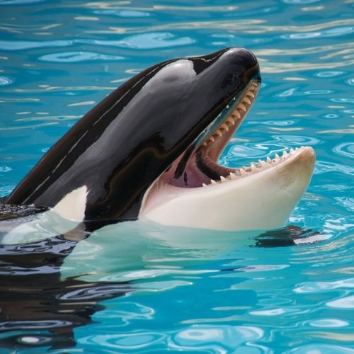 Это морское млекопитающее не зря прослыло китом-убийцей. Это единственный представитель китообразных, питающийся другими китами.