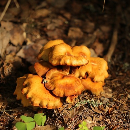 Эти грибы получили свое название за ярко-рыжий цвет. Они славятся тем, что в них крайне редко встречаются «черви».
