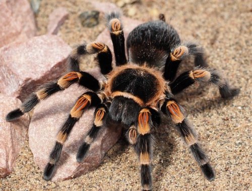 Это ядовитый паук, один из самых известных пауков-волков. Обитают в засушливых регионах в вертикальных норках, на охоту выходят ночью.