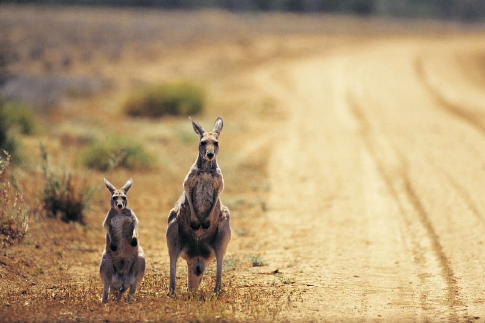 Что делать водителю в Австралии, если на дорогу вышла корова или любое другое животное?