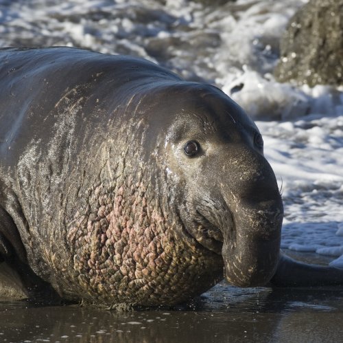 Ещё один носатый зверь в нашей коллекции. Он — представитель семейства настоящих тюленей. Его вес достигает 4 тонн и это ...