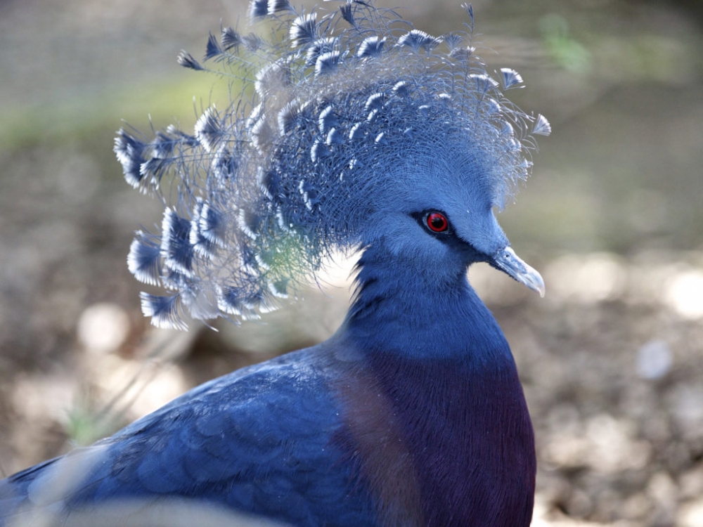 Эта птица — эндемик Новой Гвинеи, обитающий в её северной части и на прилегающих островах Биак и Япен.