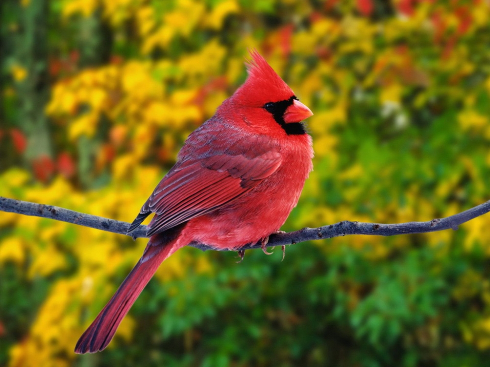  Галиаээтус леўкоцэфалюс (Haliaéetus leucocéphalus)