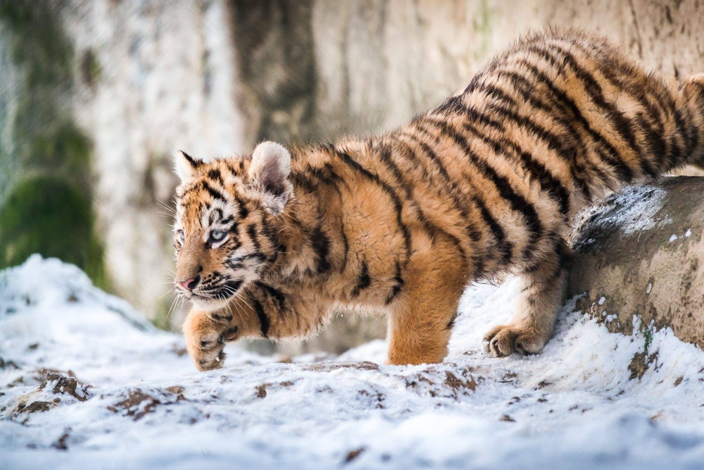 Как живут уссурийские тигры: стаей или поодиночке? 