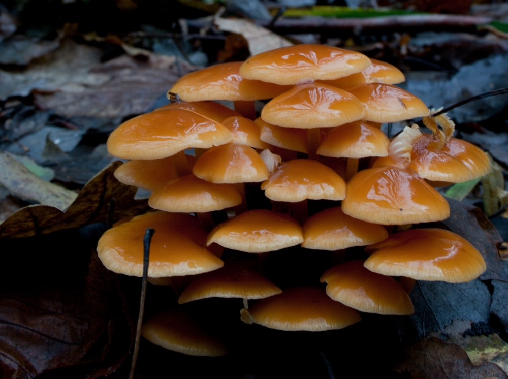   Эти грибы можно встретить в лесу не только весной, но и зимой. Выращивают их и в промышленных масштабах. Западному покупателю они известны под японским названием «энокитаке»
