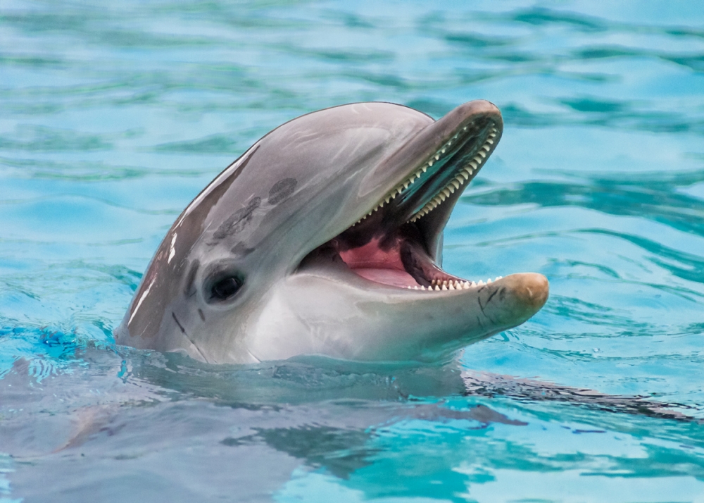 Дельфины — очень умные животные. Их мозг по количеству извилин в коре головного мозга значительно превосходит мозг человека. А во сколько раз?