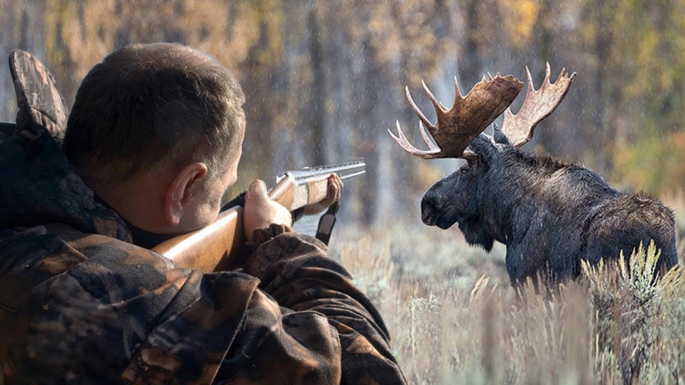 Что, согласно традиции, положено охотнику, если он добыл лося?