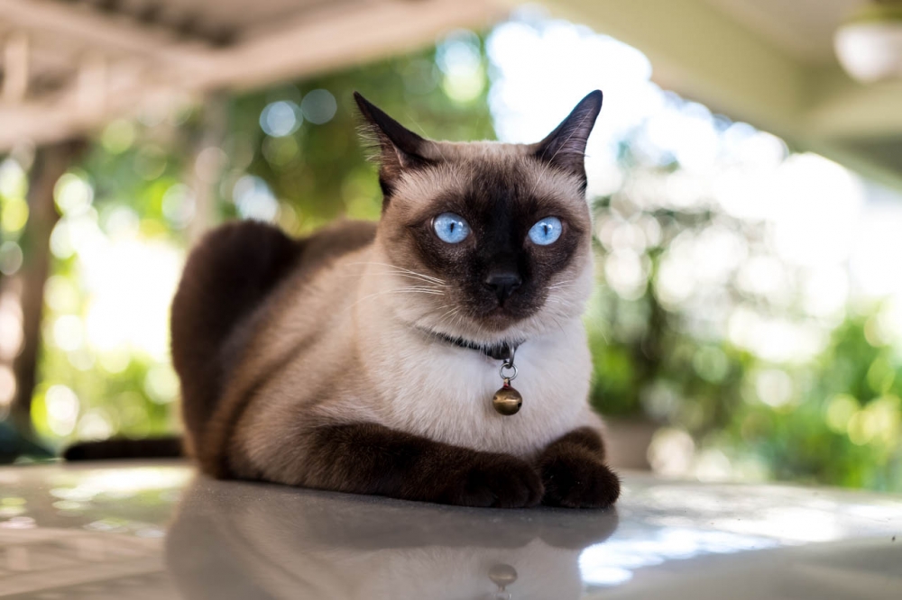Знаменитых сиамских кошек на их родине, Таиланде, называют «вичен-маат». Как это переводится?