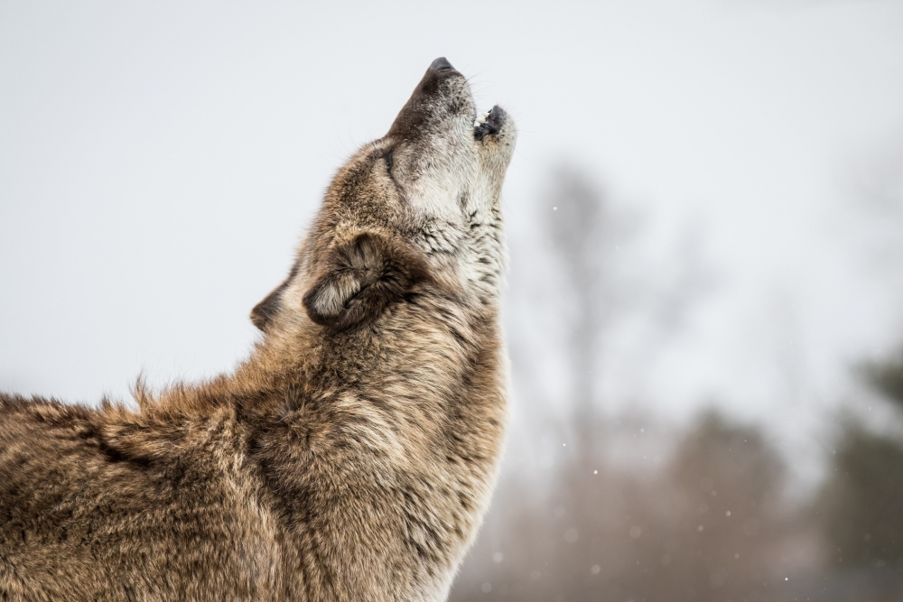 Волки воют чаще всего во время полнолуния.