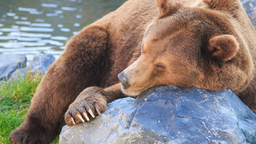 Почему медведи зимой спят?
