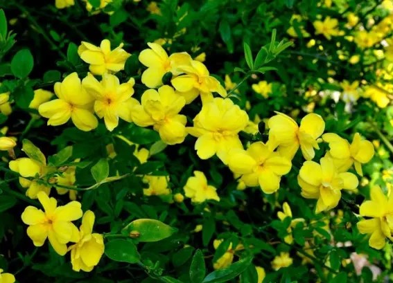 Как называется этот кустарник?