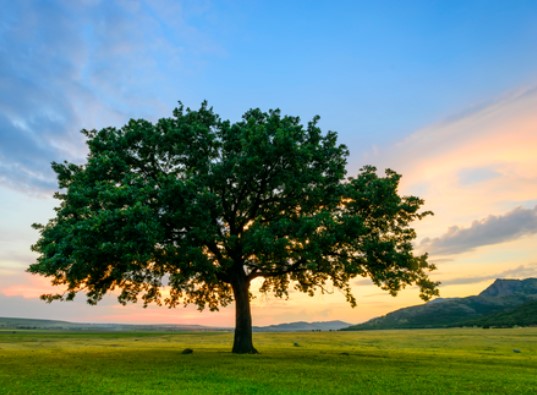 Как по-другому называется осина?