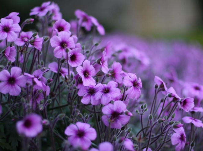 Какая из орхидей растёт под землёй?