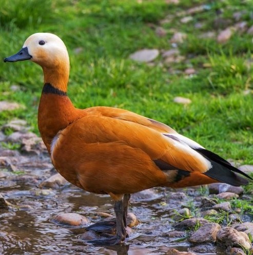 Еще одна яркоокрашенная утка, одно из названий которой — «красная утка». Как еще она называется?