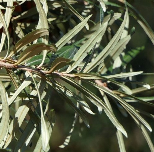 Из плодов этого растения варят очень вкусное и полезное варенье. Знаете ли вы, что это за растение?