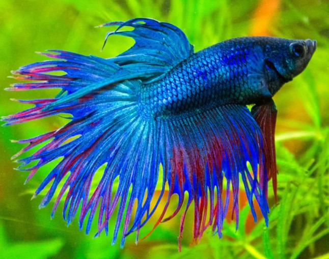 Рыбы какого семейства дают чёрную икру?