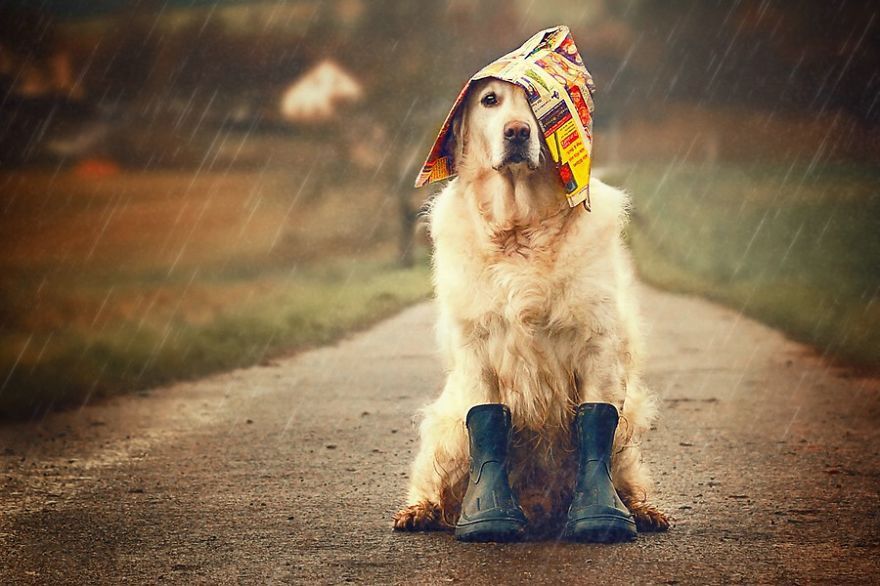 Что помогает собакам предсказывать погоду?