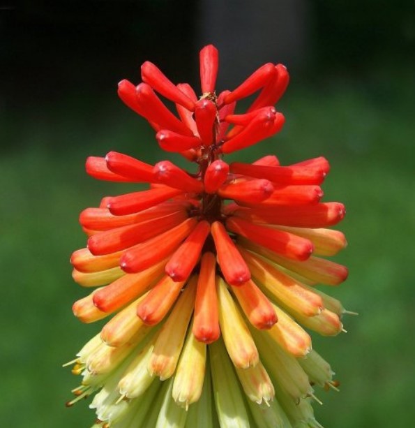 Свою яркую двухцветную окраску эти цветы получают благодаря сочетанию раскрывшихся и нераскрывшихся бутонов.