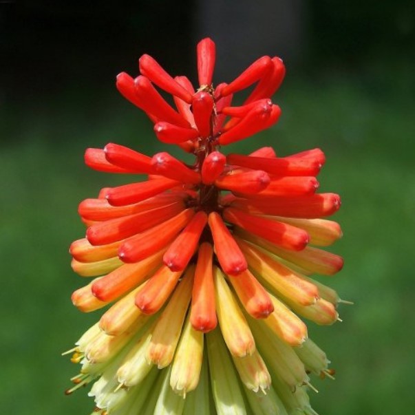  Свою яркую двухцветную окраску эти цветы получают благодаря сочетанию раскрывшихся и нераскрывшихся бутонов.