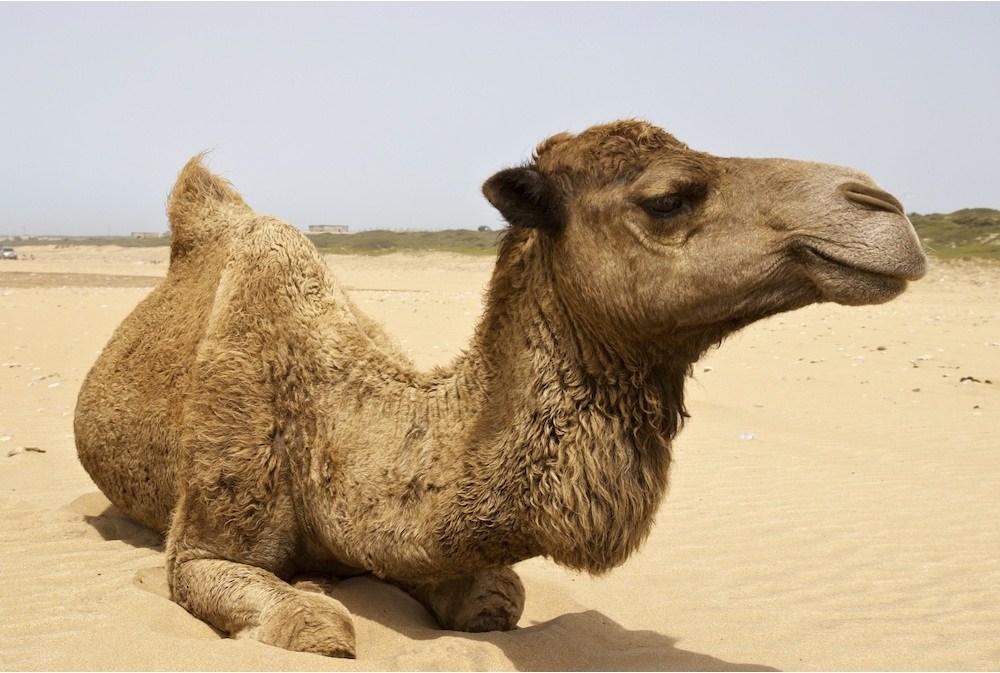  Это домашнее животное известно всем. А вот как называется одногорбая разновидность верблюдов вы знаете?