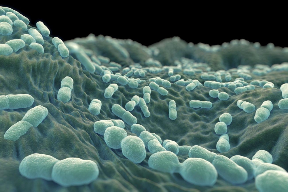 Бактерии, участвующие в образовании кислорода, называются