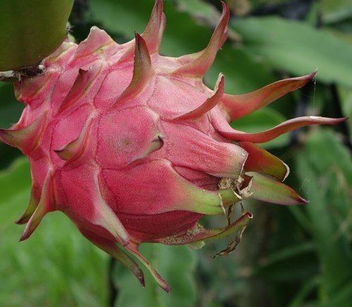 Этот фрукт, растущий на эпифитном лианообразном кактусе, ещё известен под названием «драконий фрукт».