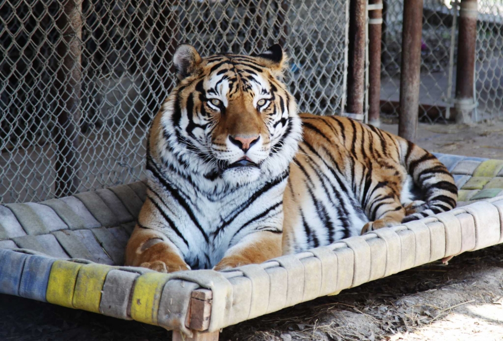 Правда ли, что в зоопарках мира и домах тигров больше, чем в природе?