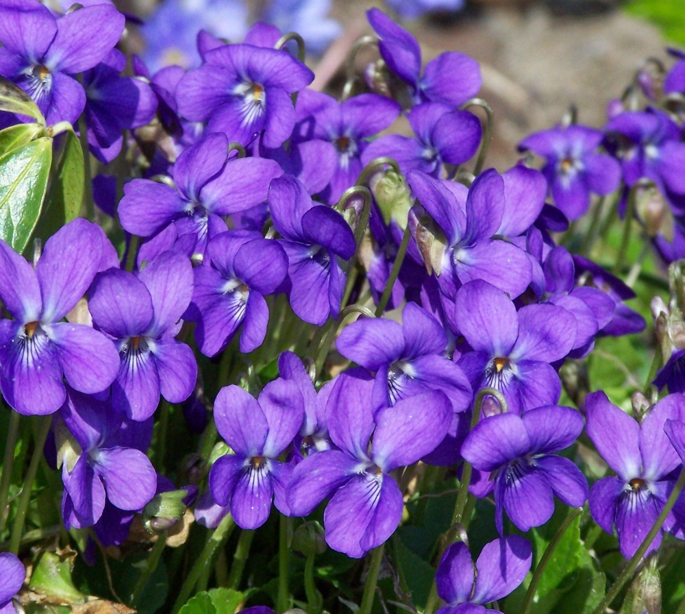 Этот очаровательное растение цветёт два раза в год: в апреле — начале мая и в конце лета.