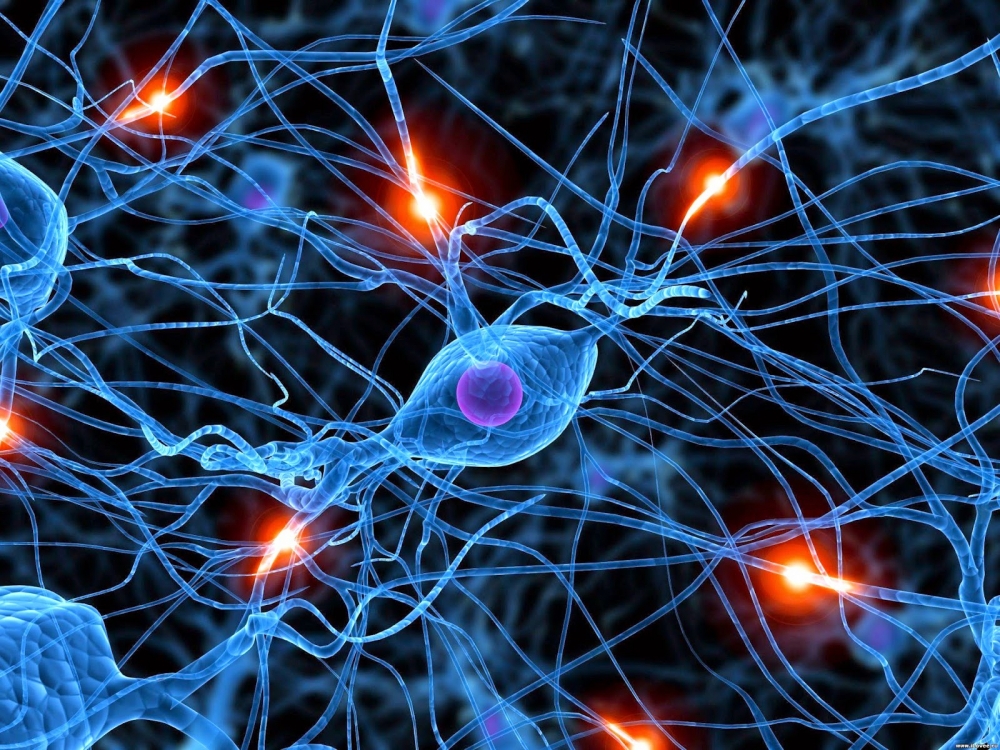 Место контакта передачи сигнала от одного нейрона к другому называется ...