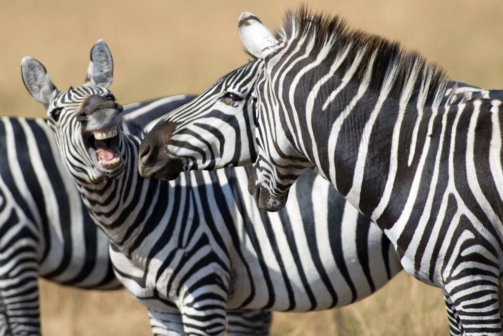 Средством маскировки от кого являются полоски зебр?