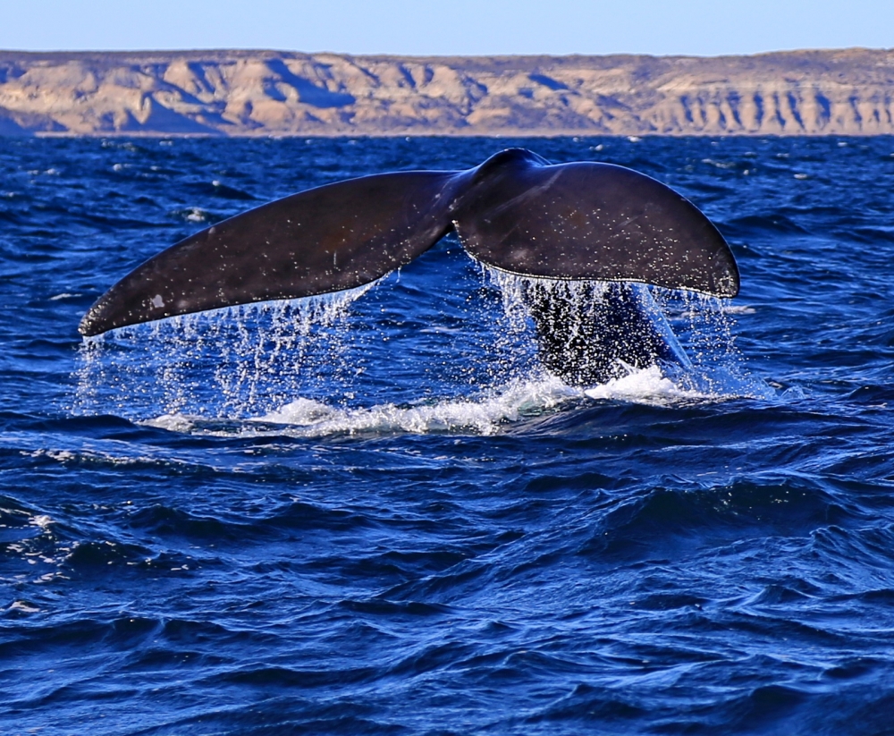 По каким признакам можно достоверно идентифицировать южных гладких китов?