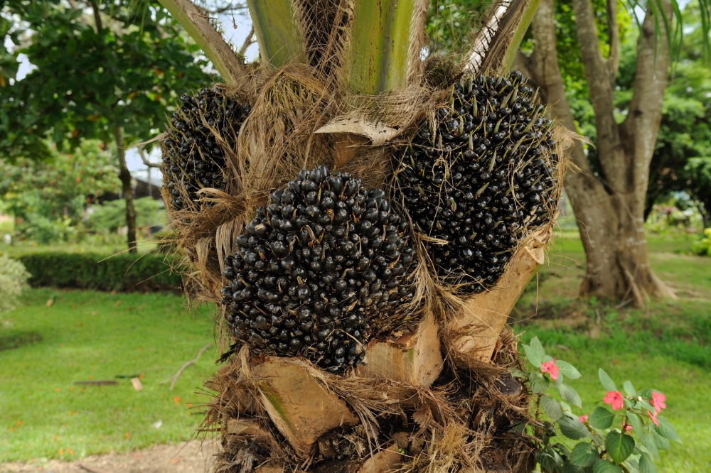 Главные производители масличной пальмы.