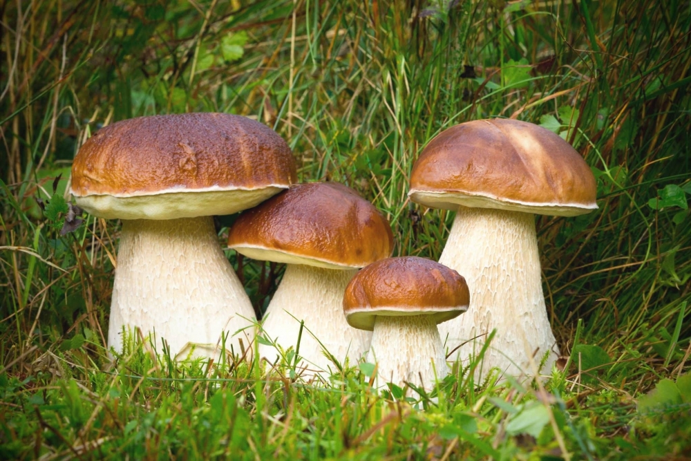 Сколько примерно видов родственников у Белого гриба (других Боровиков) существует?