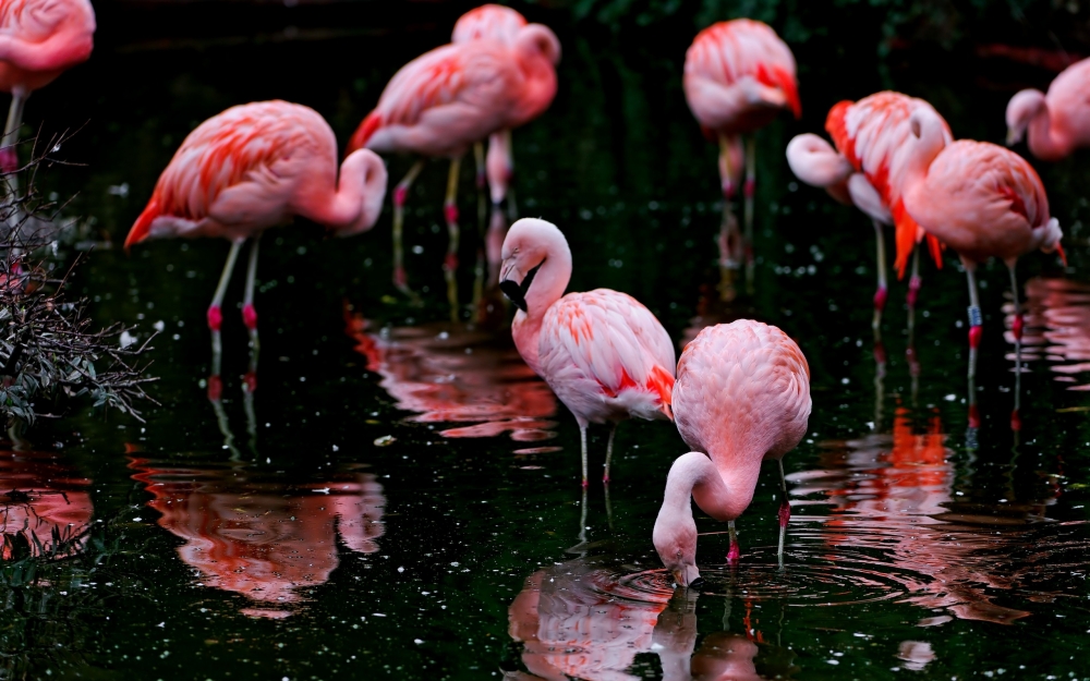 Сколько пальцев у фламинго на каждой ноге?