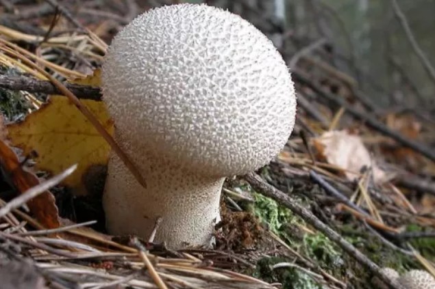 Этот гриб съедобен?