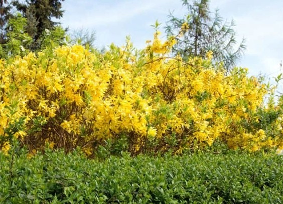 Как называется этот кустарник?