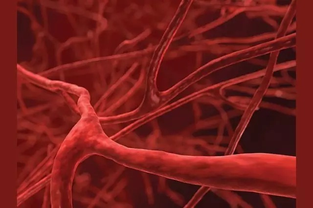 Кровеносные сосуды, которые несут кровь к сердцу