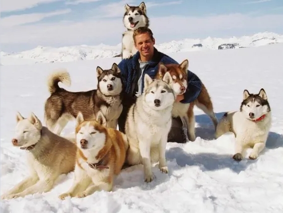 Сколько собак осталось в живых в финале фильма Белый плен?