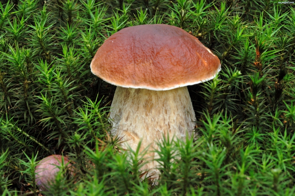Другое название белого гриба