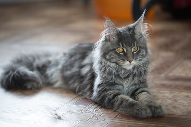 Где были одомашнены кошки?