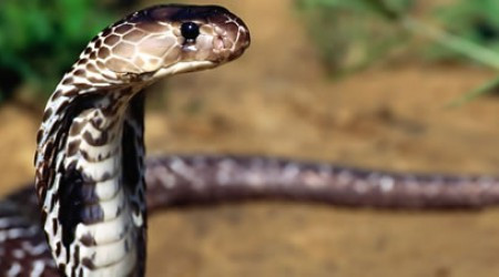 Как иначе называется одна из самых ядовитых змей России?