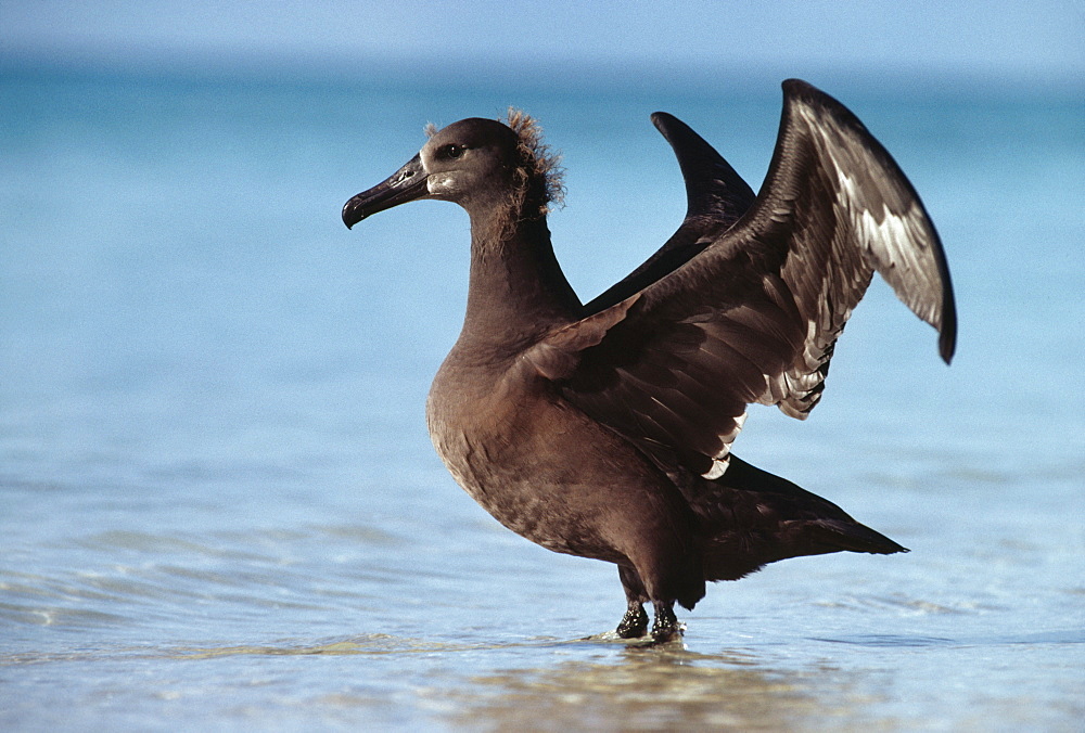 Морская птица, гнездится на островах Гавайских и Торисима. На кочёвках встречается обычно в открытом океане в зоне тёплых течений, лишь изредка проникая в Берингово и Охотское моря.