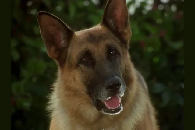 Как звали полицейскую собаку в фильме с Джеймсом Белуши К-9: Собачья работа?