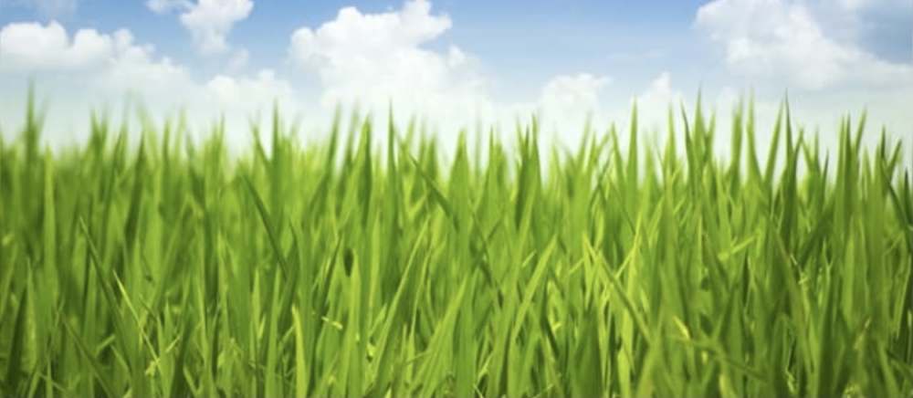 Какая трава самая высокая на земле?