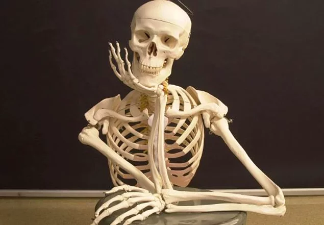 Сколько костей в скелете человека?