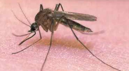 Чем питается самец комара обыкновенного?