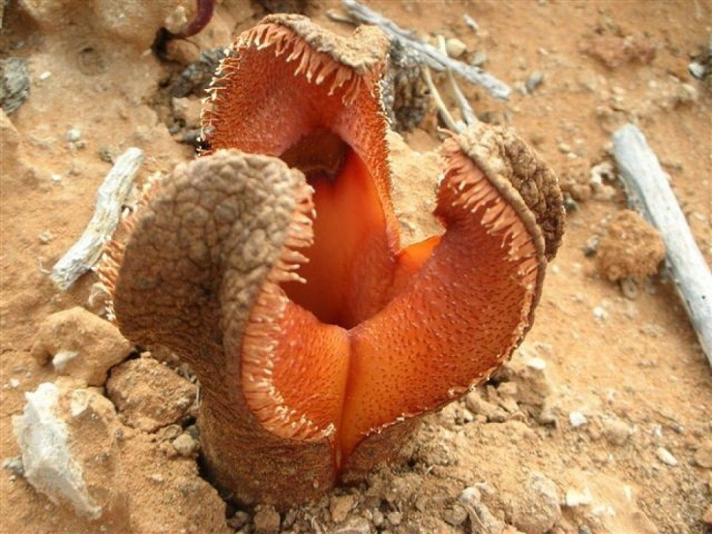 Самый большой цветок хищного типа, облюбовавший земли острова Мадагаскар и почвы пустыни Аравии. Внешний вид паразита схож со змеиной головой, раскрывающей пасть. Специфический аромат привлекает навозных жуков